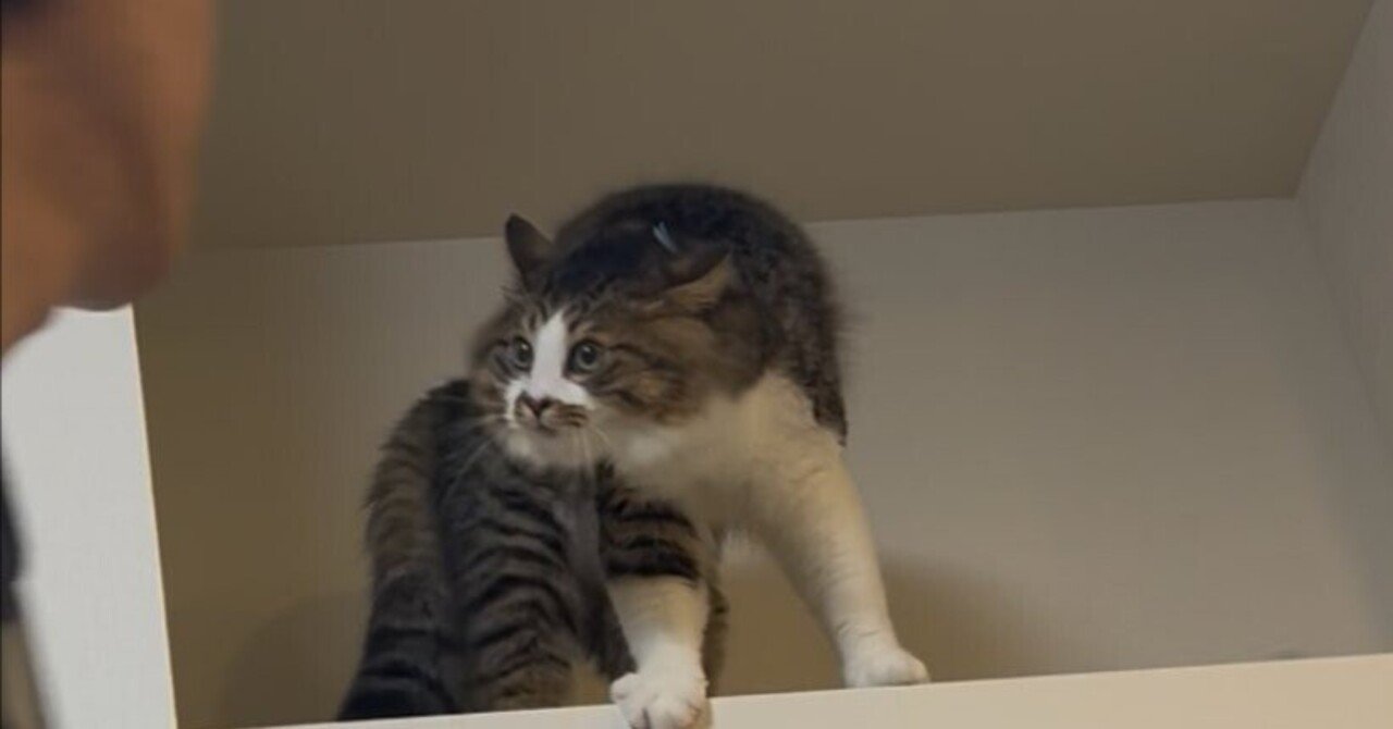 旦那、すれ違い様にやんのかされてた」猫から理不尽に警告を受ける姿が