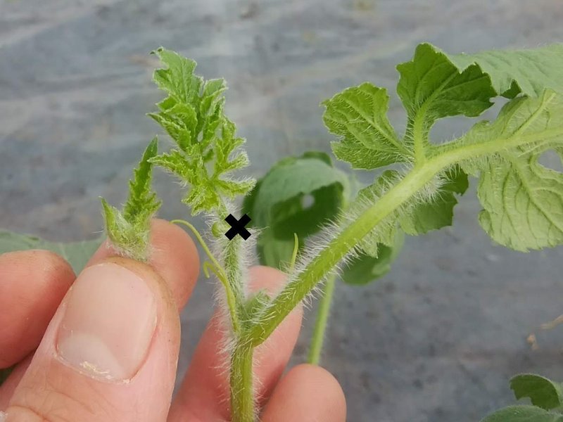 スイカの摘芯 定植後7 10日頃 オオハラケイ 新規就農研修中 Note スイカの摘芯 定植後7 10日頃 オオハラケイ 新規就農研修中 Note
