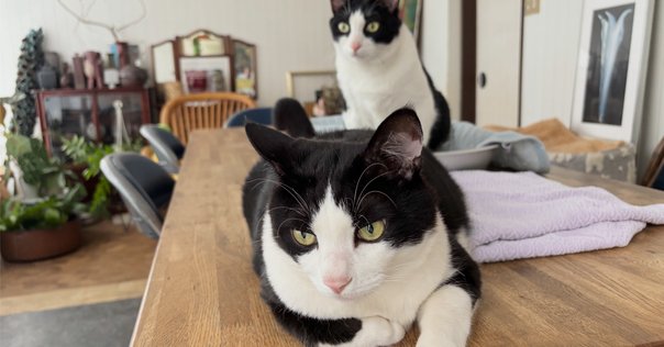 逃げるねこ 楽天市場】【48％引き】 ムサシ 超音波猫よけ 猫しっし（REP-600