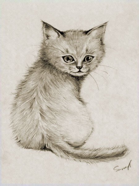鉛筆画で子猫。｜笑い猫（猫とお絵描き＋漫画描き-細村誠)｜note