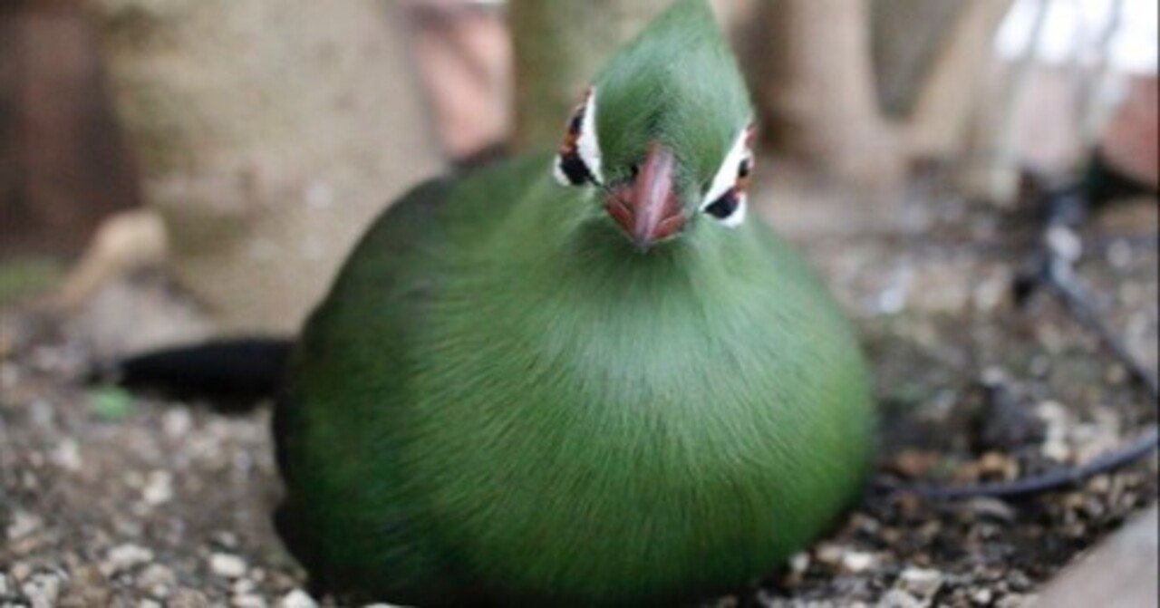 掛川花鳥園スタッフのゆるゆる自由研究 【何を抱いてるの？ ギニア