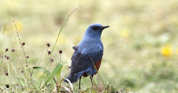 青ぃ鳥です 幸せを呼ぶ青い鳥8選！日本で見られる種類や特徴、会える場所を