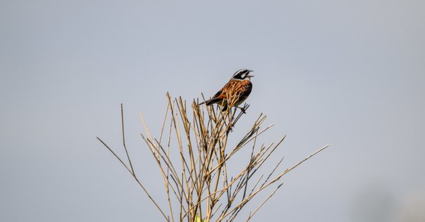 花の名前が付いた鳥｜ライラックニシブッポウソウ Lilac
