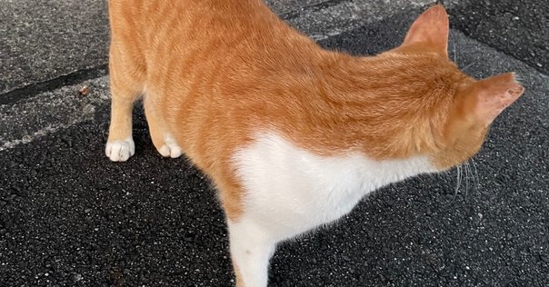 【信】金子敦句集　猫 信】金子敦句集 猫 - メルカリ