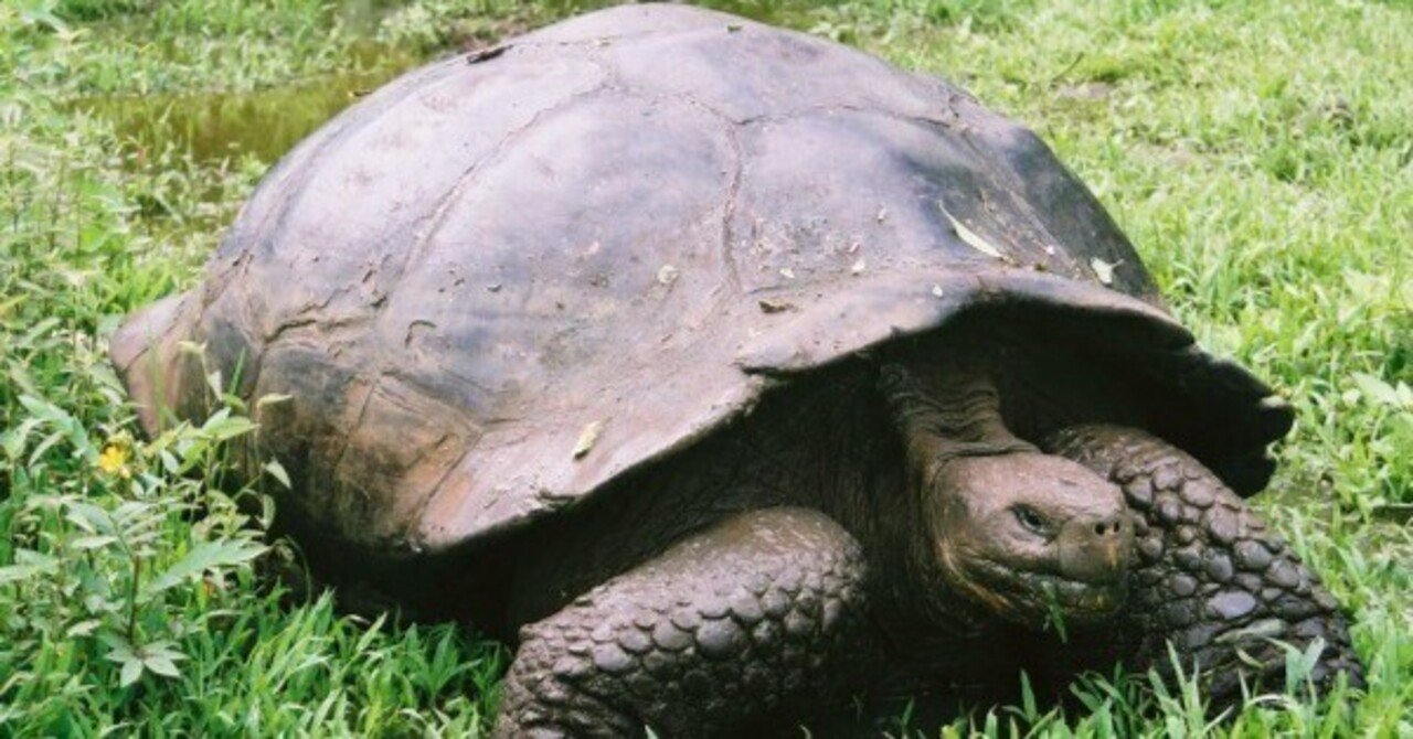 ぬいぐるみ 82個 国立公園 世界自然遺産 アラスカ ガラパゴス コスタリカなど ぬいぐるみ 82個 国立公園 世界自然遺産 アラスカ ガラパゴス