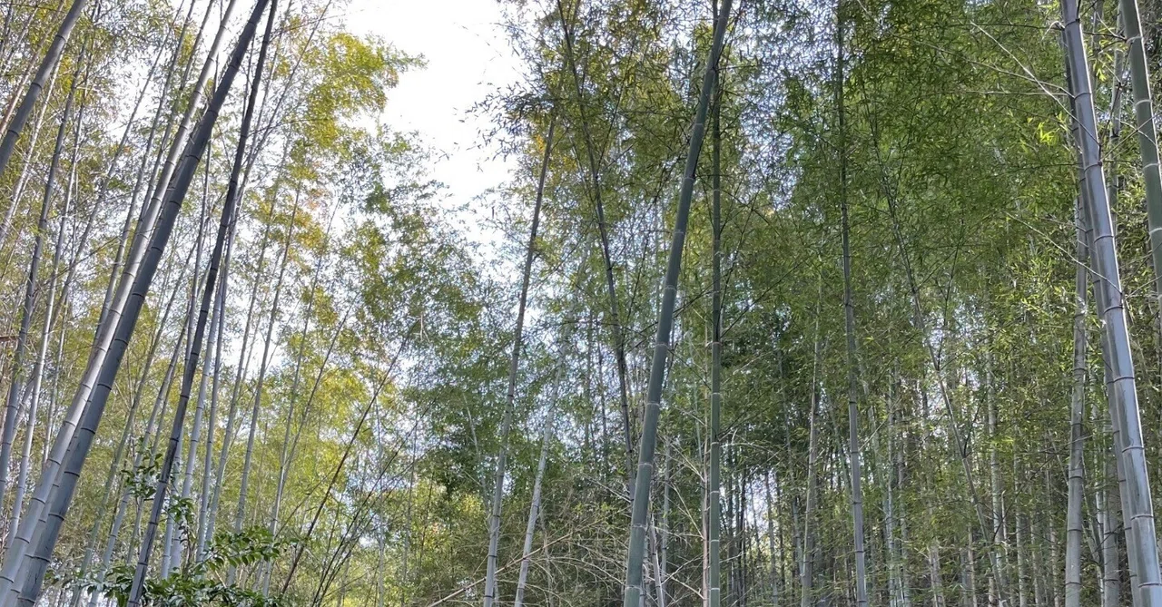琵琶湖と竹林（柏木俊寛）｜100年後に読む琵琶湖日記