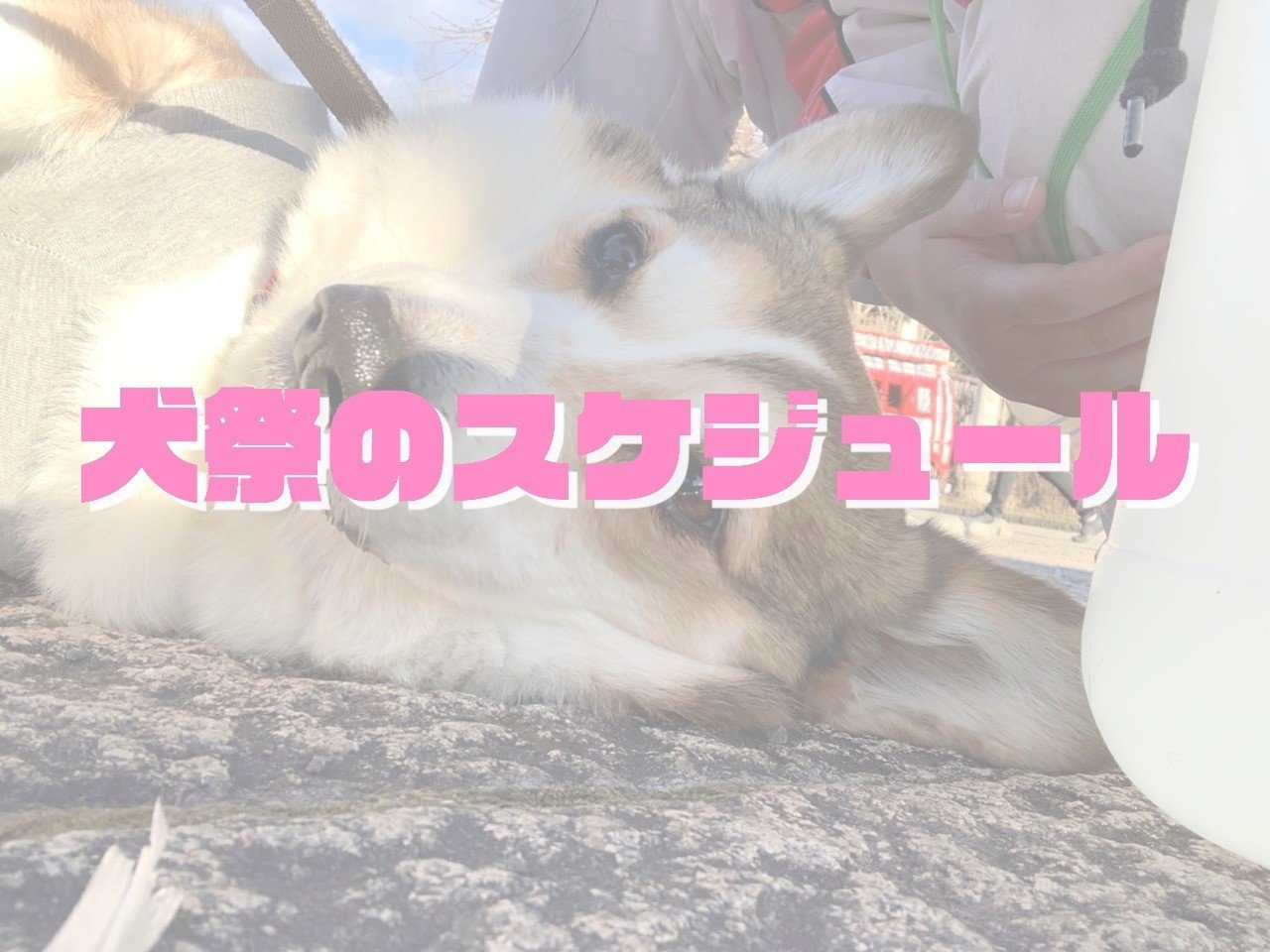 告知 犬祭のスケジュール 犬祭運営マン Note 告知 犬祭のスケジュール 犬祭運営マン Note