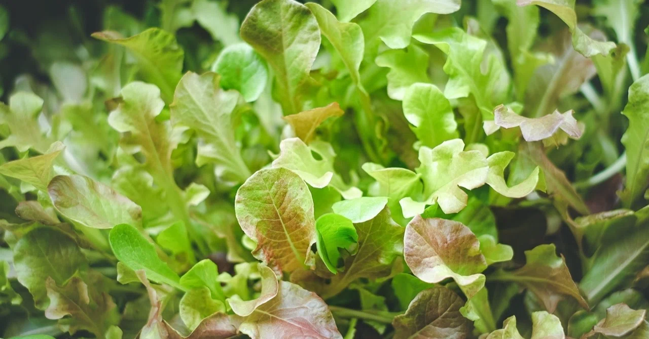 Easy for Beginners! How to Grow Leaf Lettuce in Planters [Complete ...