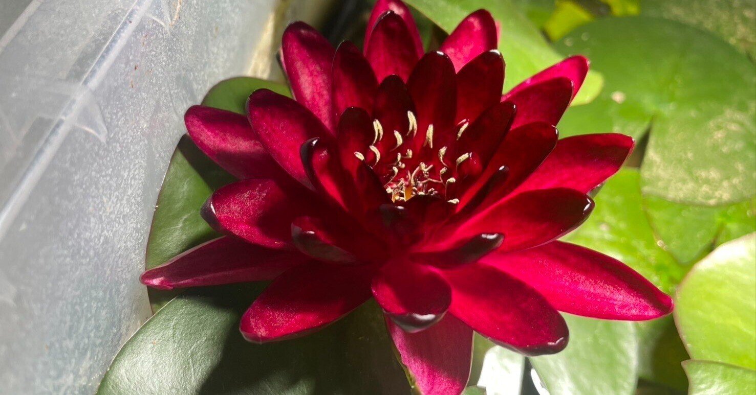 オデッセイモールド　ウォーターリリー　睡蓮 オデッセイモールド ウォーターリリー 睡蓮