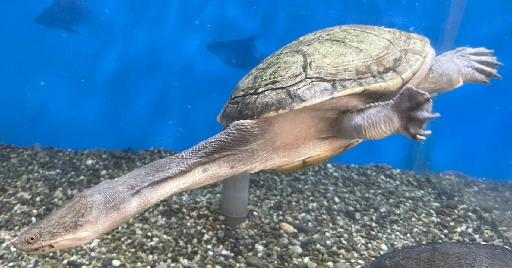 チリメンナガクビガメ《展示動物解説》｜桂浜水族館 公式