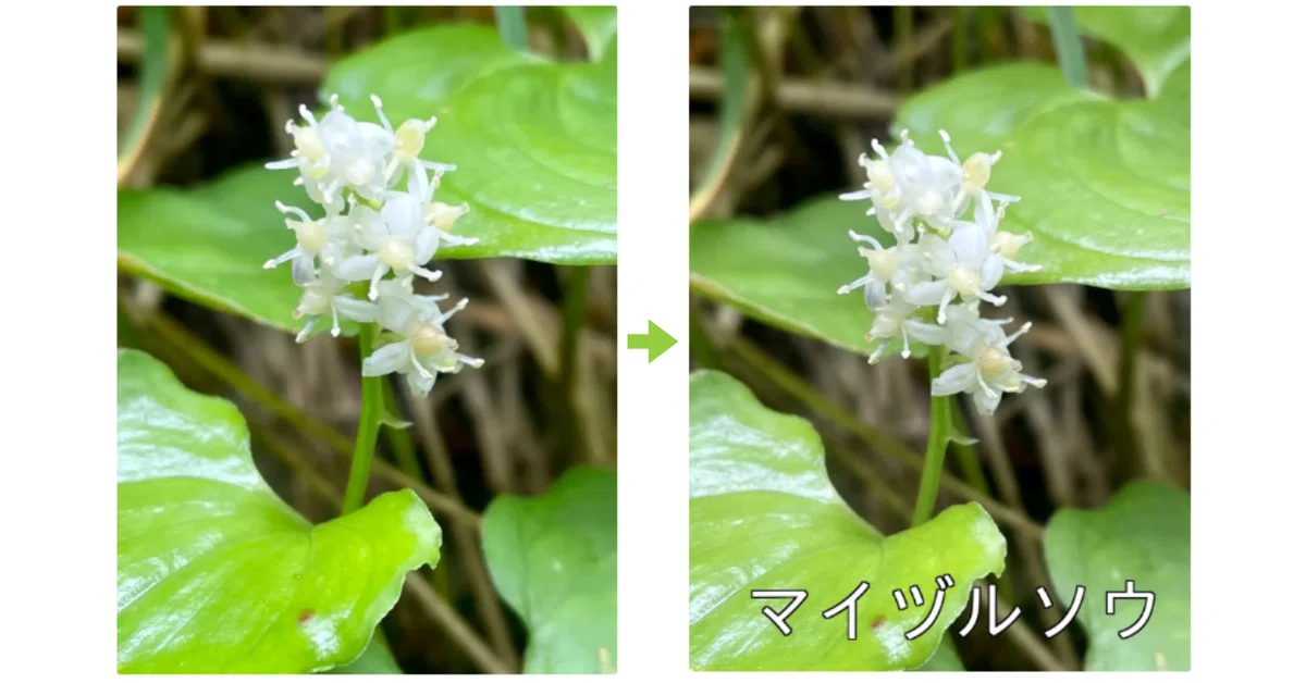 Cursor】高山植物名を自動識別＆写真にラベリングするツールを作って