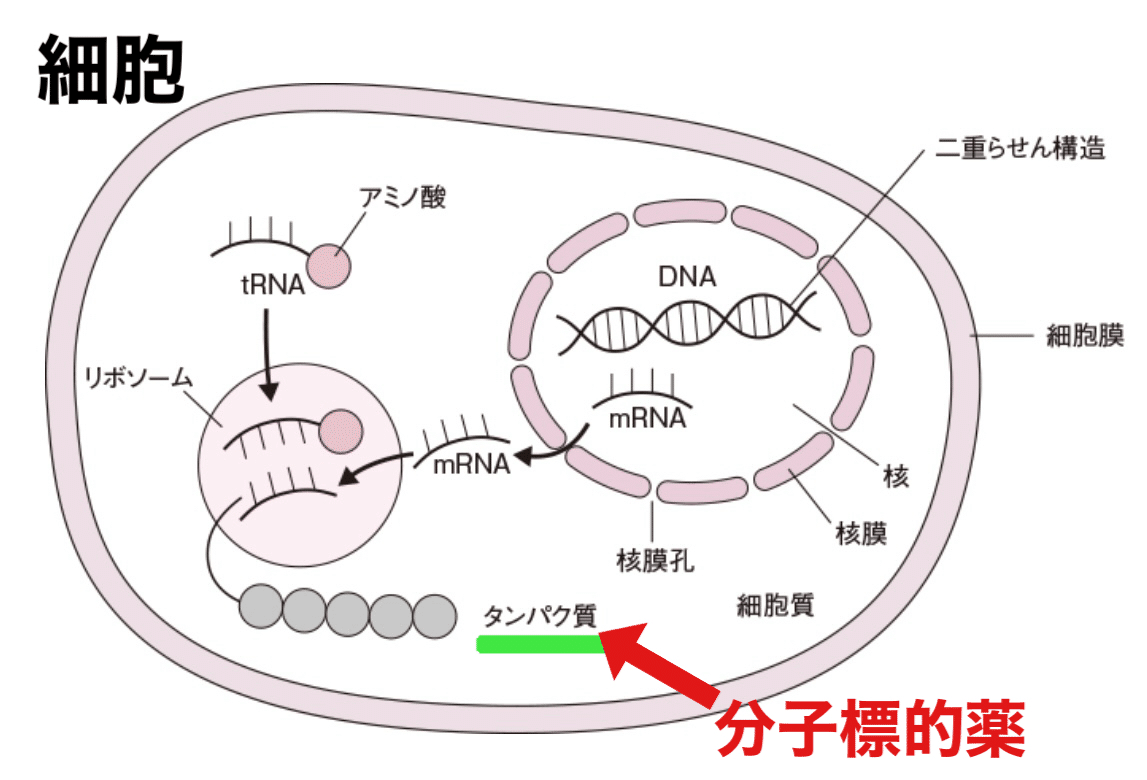 がんとの闘い方⑨」最新のがん治療！分子標的薬ってなに？｜齊藤樺嵯斗