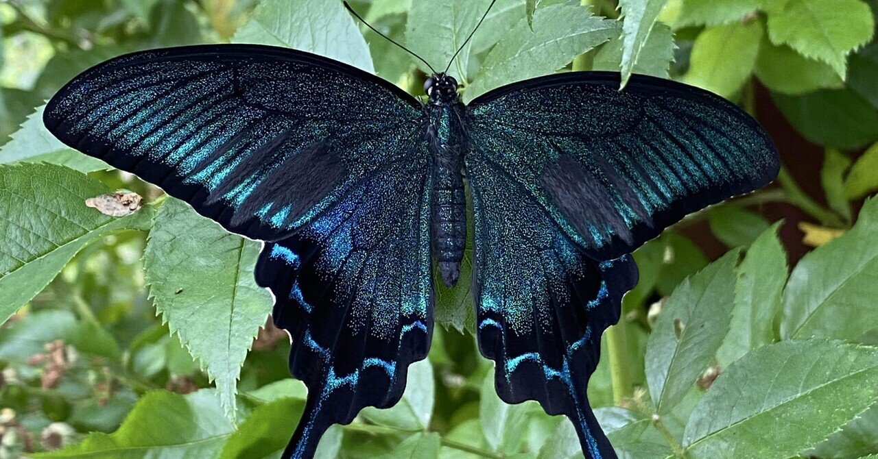 カラスアゲハのお告げ｜あおねこガーデン