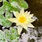 Desert Rose