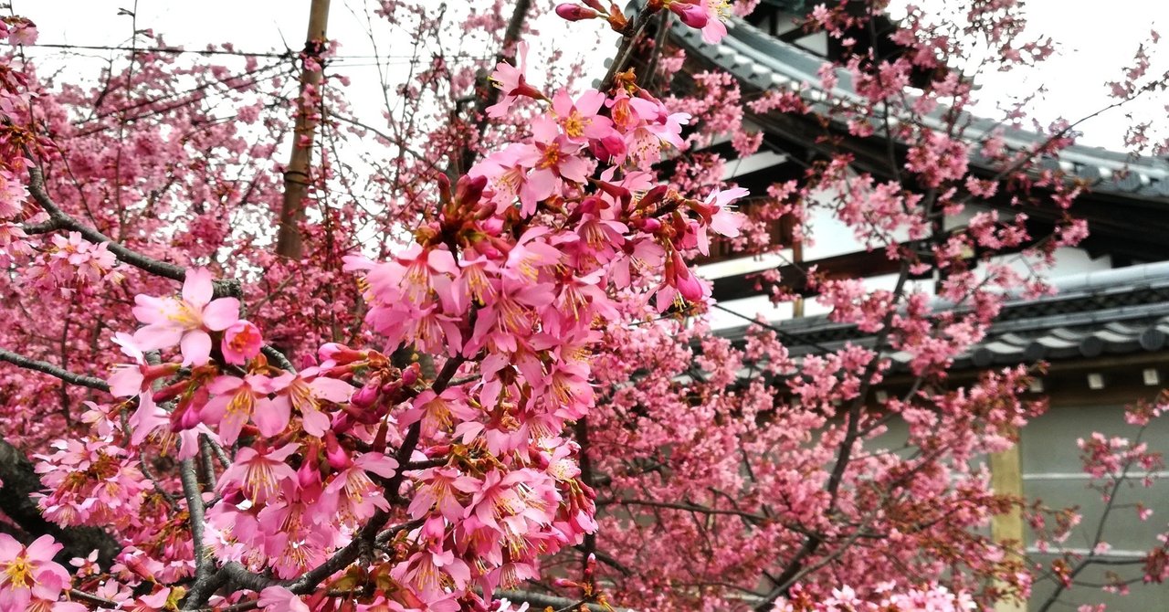 オカメ桜 At 長徳寺 京都一の早咲き桜 キラキラ大島 全国通訳案内士 Note
