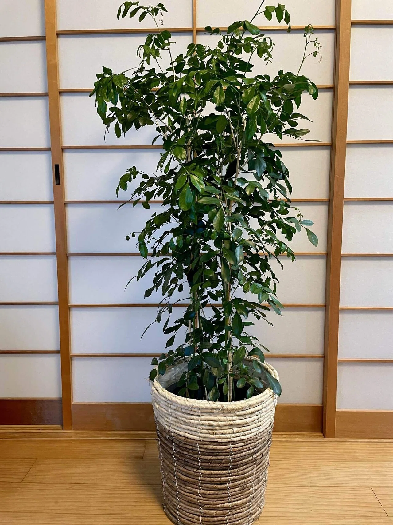 観葉植物 大きめ 元気です！21日まで 大きい観葉植物11選！室内でも元気