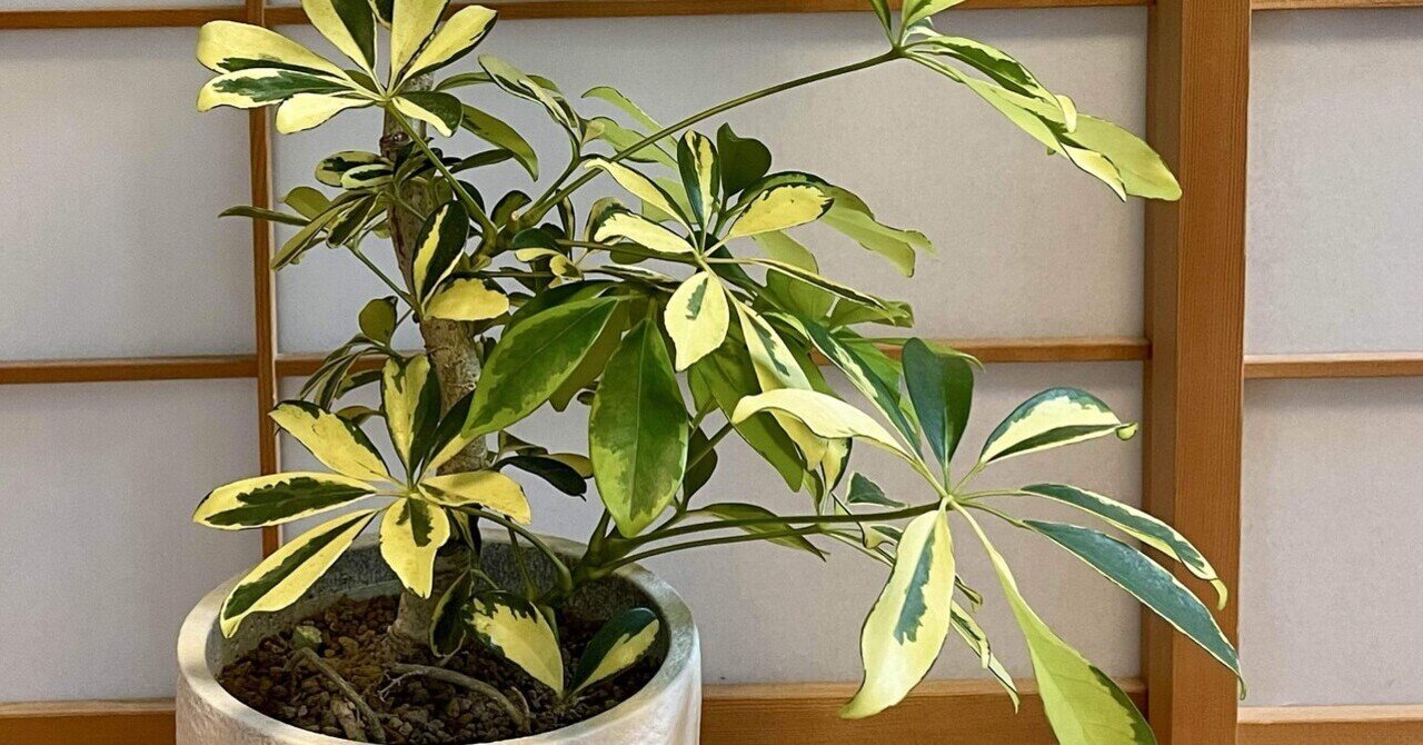 ラ*ネ様 パキラ斑入り7号約95センチ3