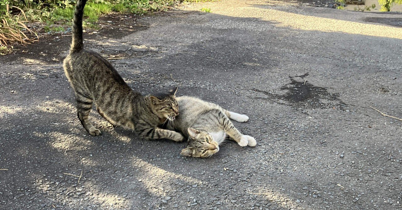 ねこまみれ 71C81sc6eoL.jpg