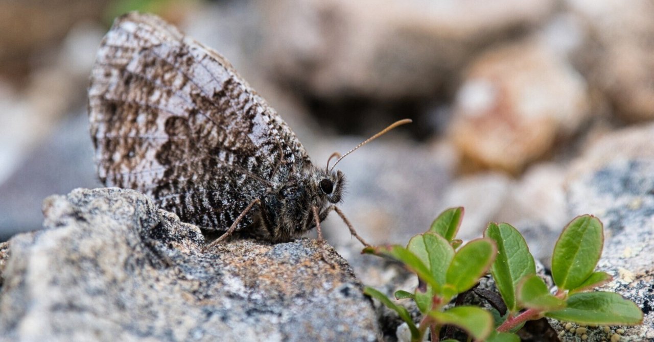 カ*ボ様 【国産蝶標本】タカネヒカゲ/長野県-富山県.鹿島槍産/41mm カ*ボ様 【国産蝶標本】タカネヒカゲ/長野県-富山県.鹿島槍産/41mm