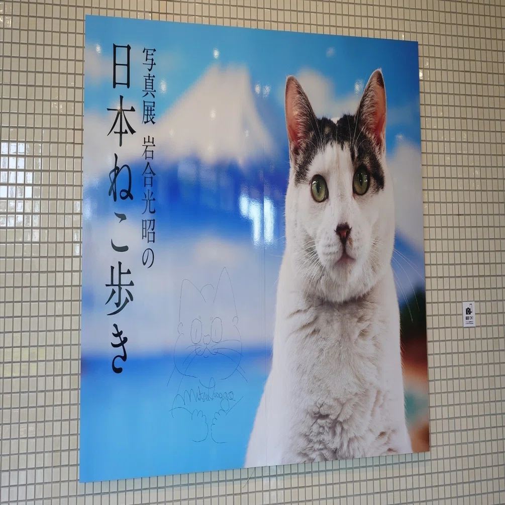 日本ねこ歩き写真展｜273