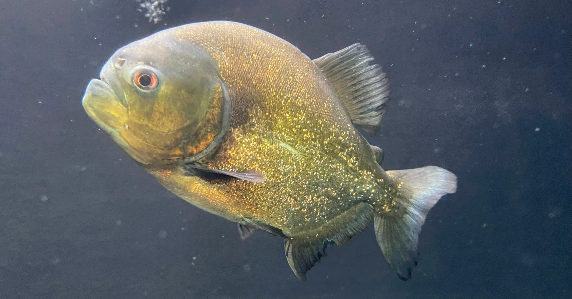 ピラニア・ナッテリー《展示動物解説》｜桂浜水族館 公式