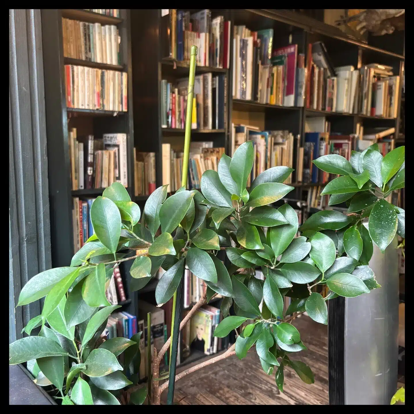想いの読書喫茶店