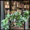 想いの読書喫茶店