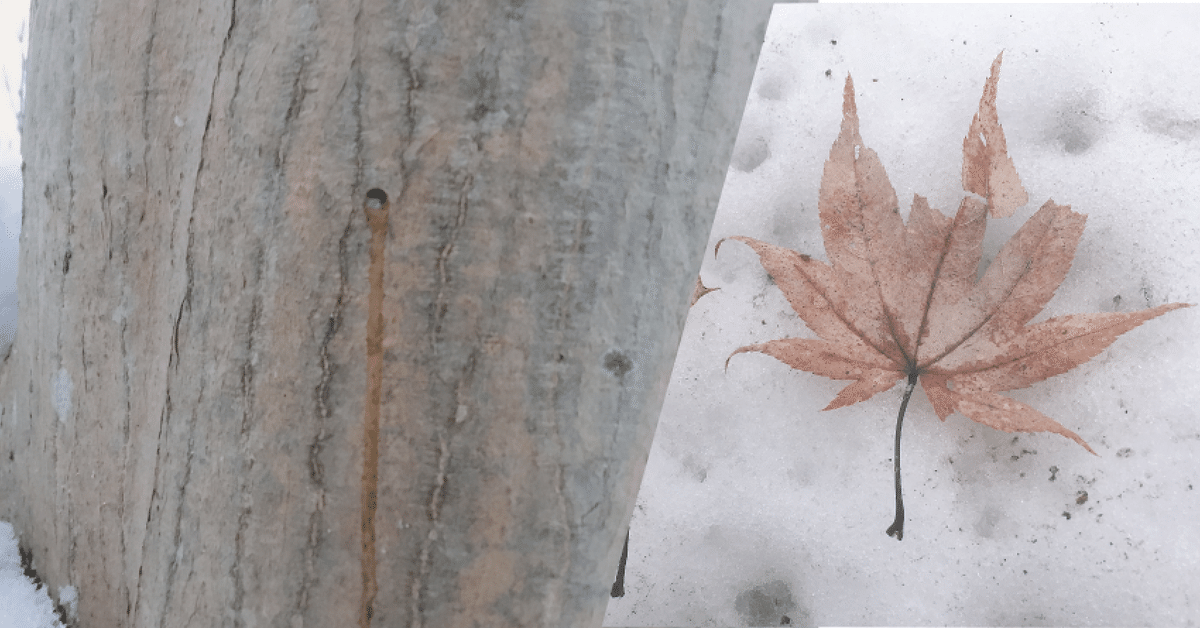 専用28 山採り ヤマモミジ 【公式通販】