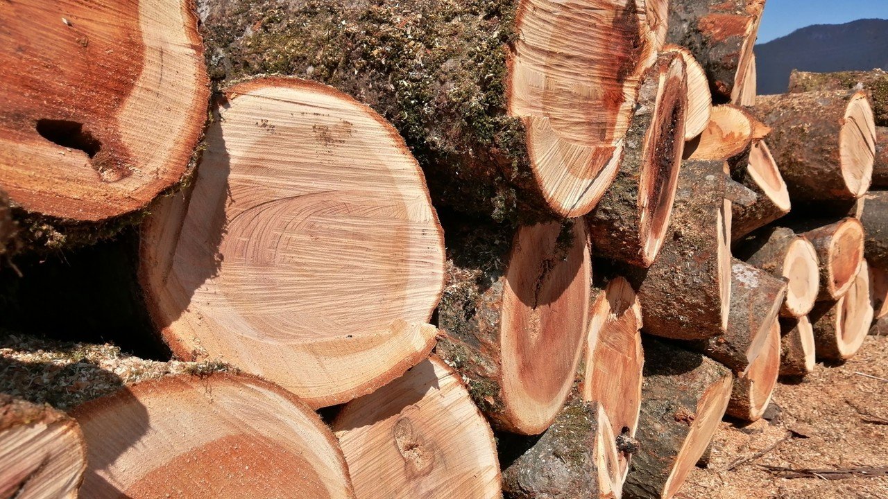 玉切りした欅。