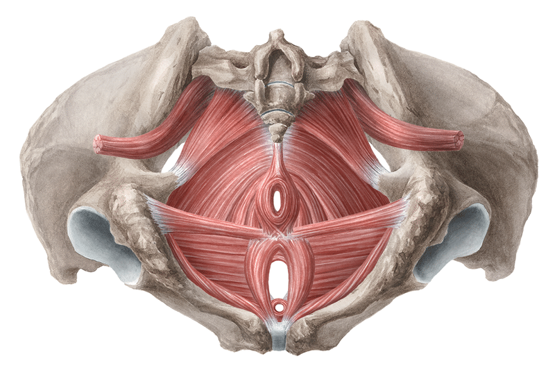 骨盤底筋群の解剖 Re Frame Conditioning Academy Rfca Note