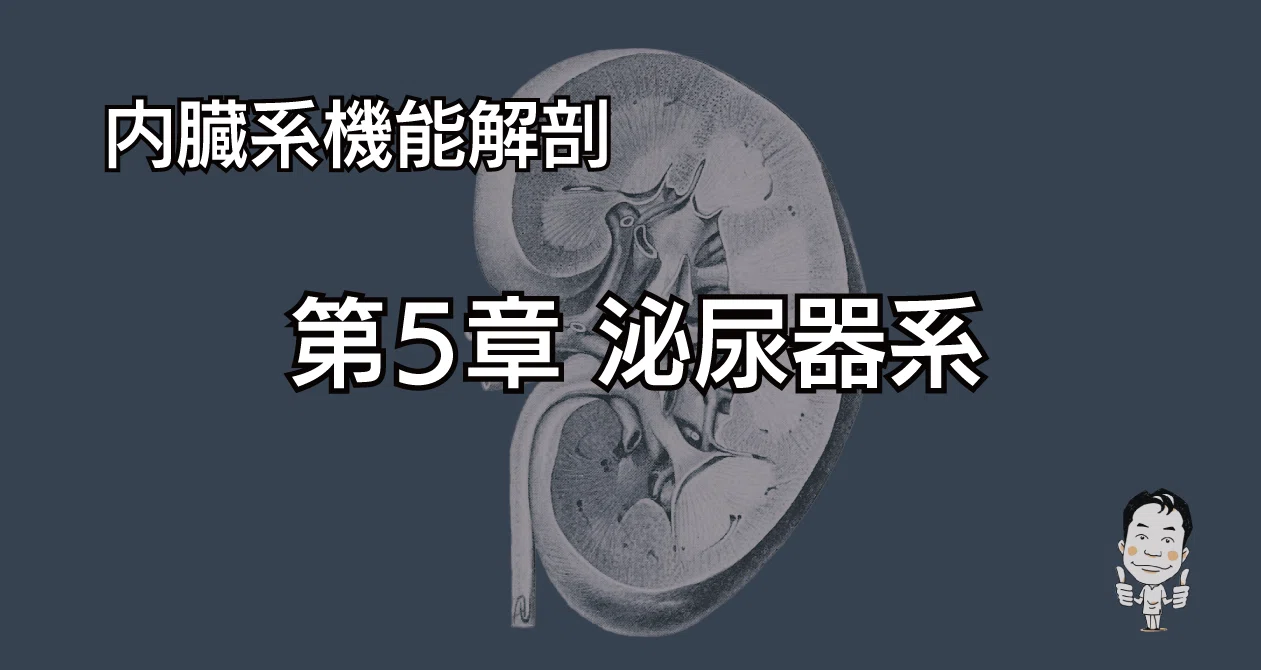 解剖学 第5章 泌尿器系｜かずひろ先生（黒澤一弘｜解剖×教育×AI）｜note