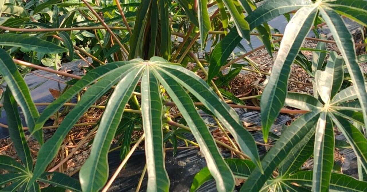 🌱キャッサバ、島で育ててみたら——育つ。でも、“その先”をどうする