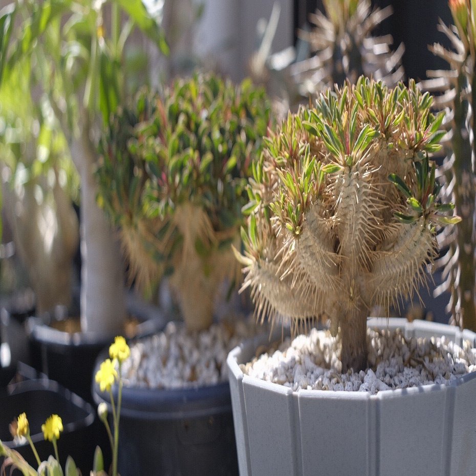 第1回 実生株を見てほしいの会 〜ギラウミニアナ〜｜ノプラ