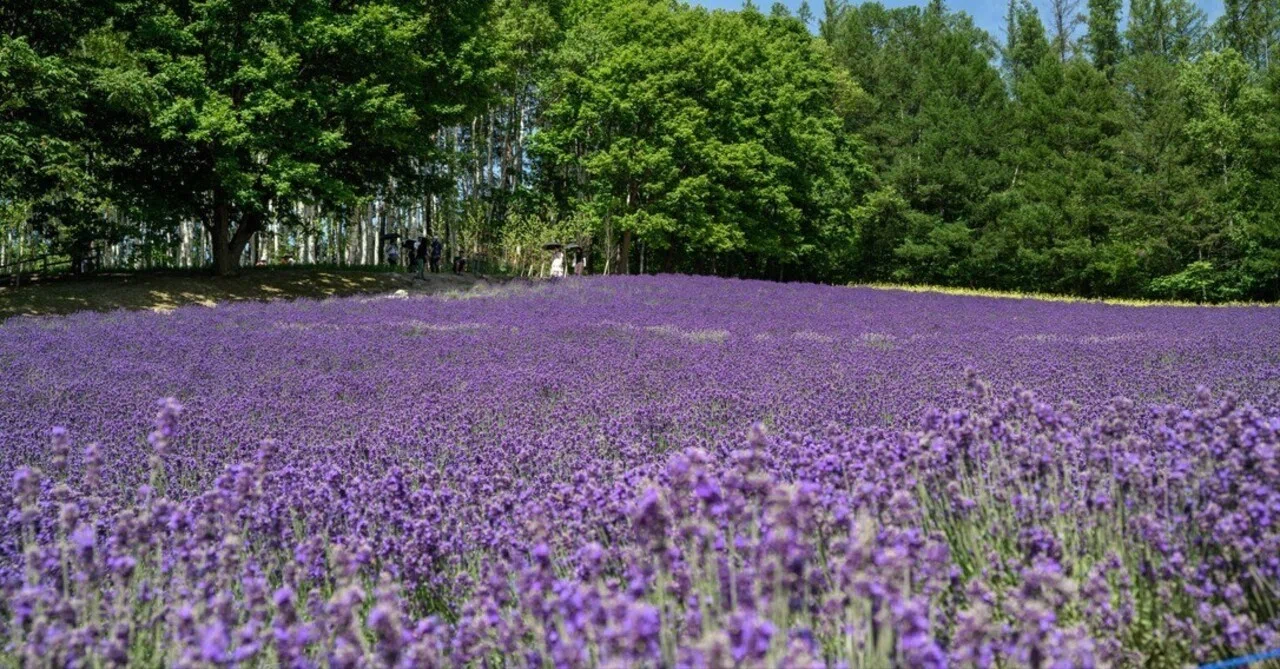 ラベンダーを求めて北海道「富良野・美瑛」の旅｜佐宗大介＠旅と散歩と