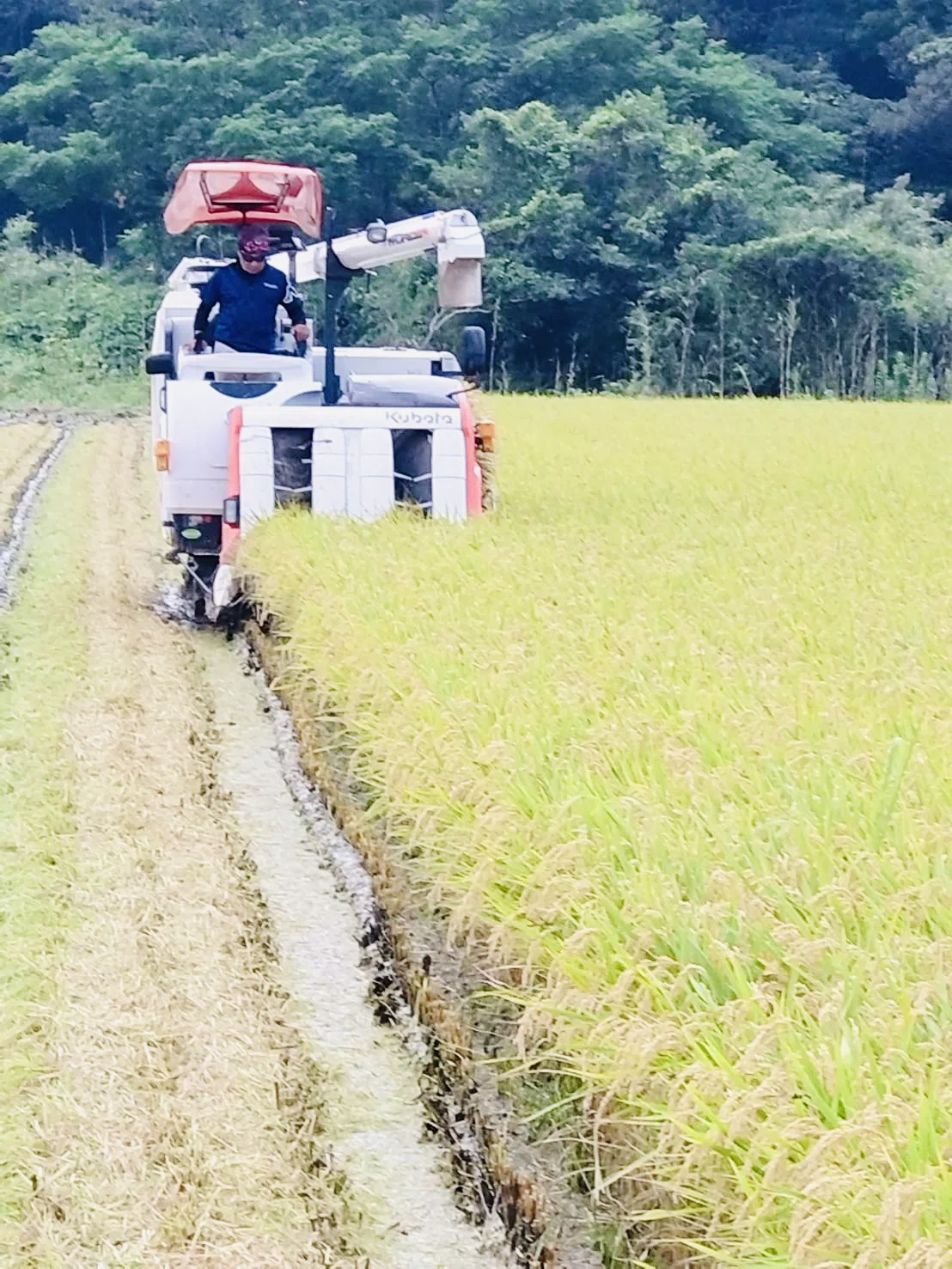 南種子町の恵み】日本一早い新米が給食に！西野小で「超早場米