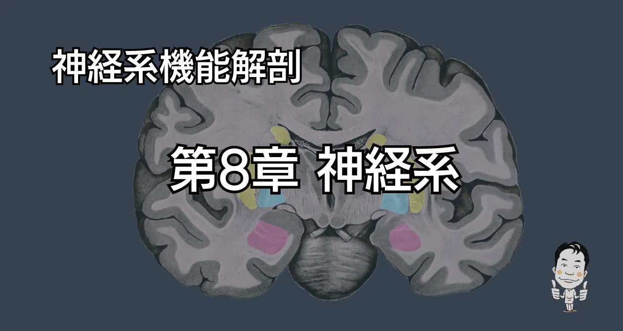解剖学 第8章 神経系｜かずひろ先生（黒澤一弘｜解剖×教育×AI）｜note