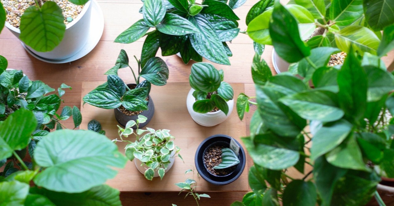 その他観葉植物 tomirio 観葉植物がひとつ、またひとつと｜いろは｜家のこと、暮らしのこと