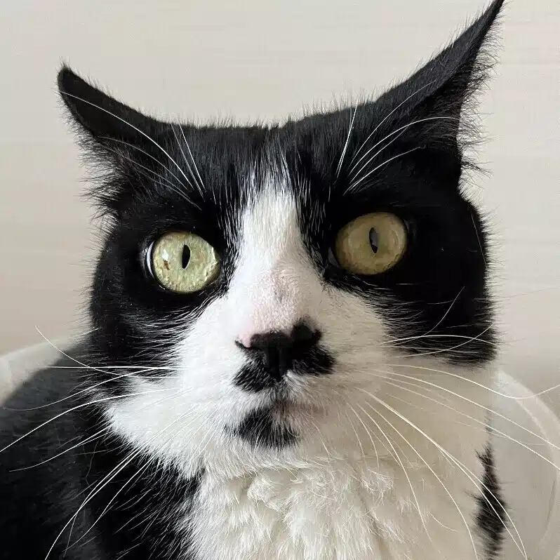 miwazzi