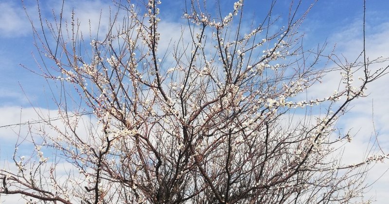 つながりの重力～声を沈めるもの:フリースクール性暴力事件より