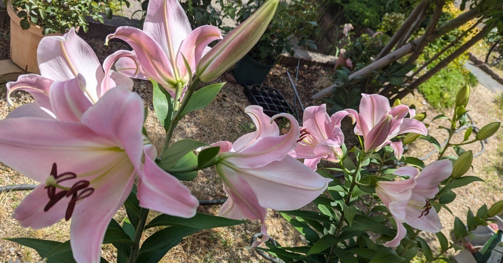 カサブランカ③｜植物大好き akikoのねこちゃんと日記