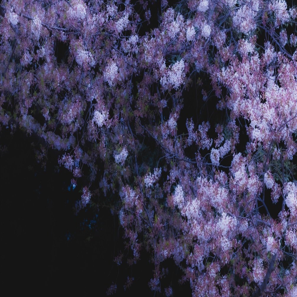 めだかの学校 勲章9点まとめ 美しさに狂った四つの物語｜