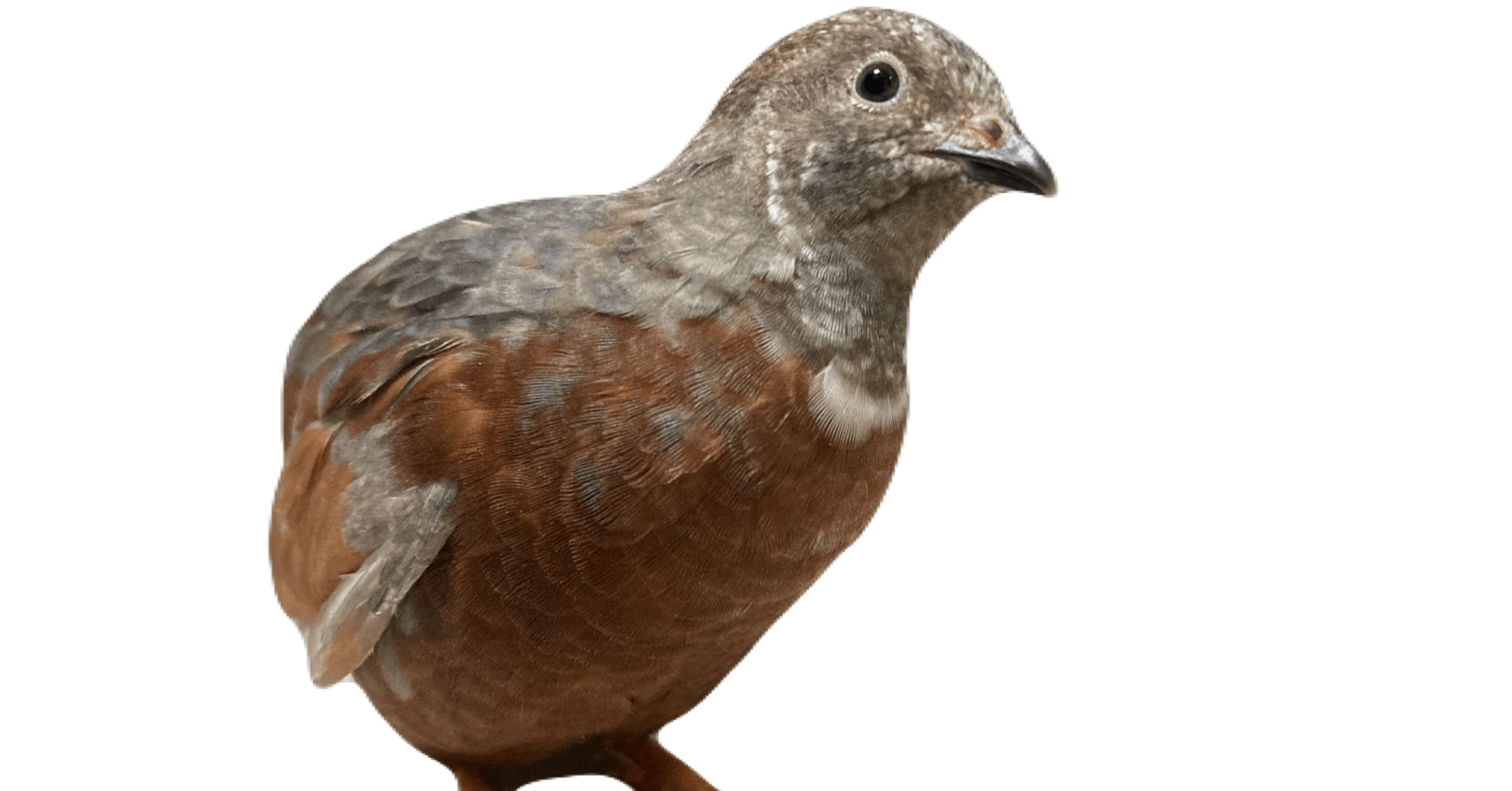 f2805661bb26535f845d5b3cbe22a7