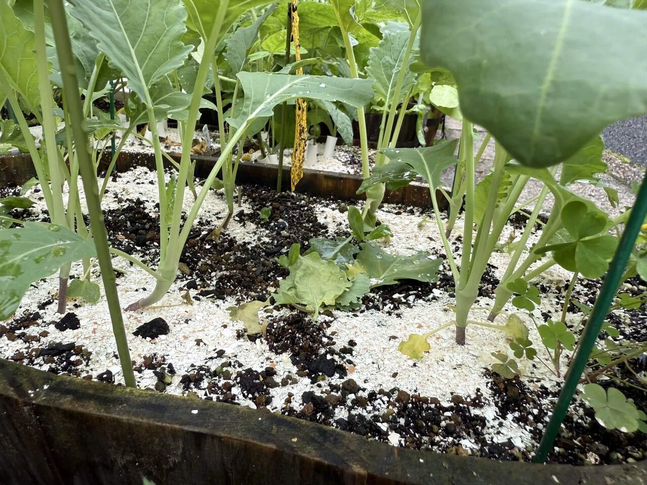 ネムノキ斑入り 着払い 斑入りネムノキ＜苗木・植木・雑木の生産販売