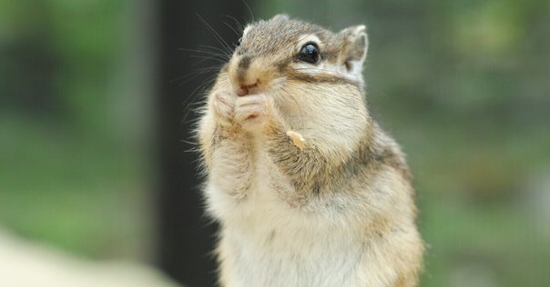 壁のぼり　ハイイロリス　剥製 トウブハイイロリス」の1.3万点のロイヤリティフリー画像、写真
