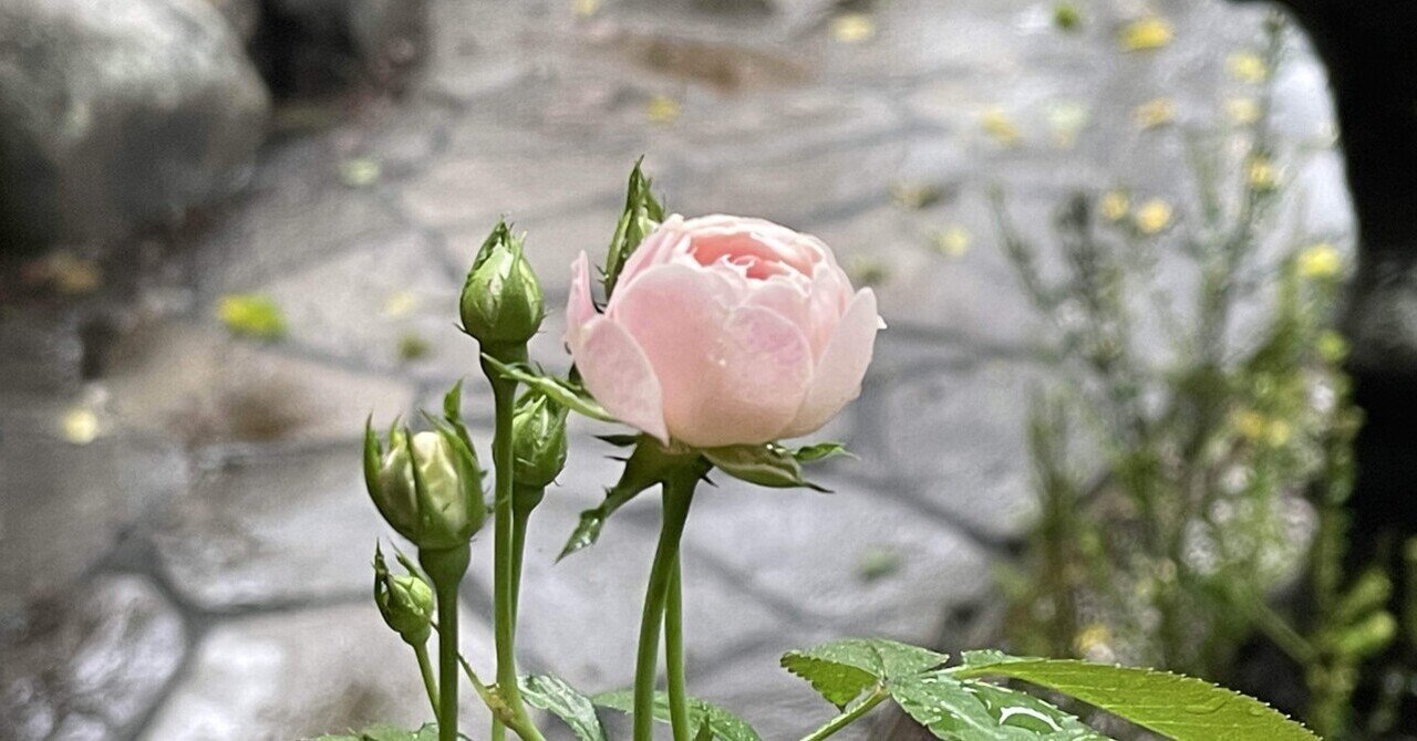 080116 請願成就✨天然ローズクォーツ薔薇彫りミサンガ 080116 請願成就✨天然ローズクォーツ薔薇彫りミサンガ