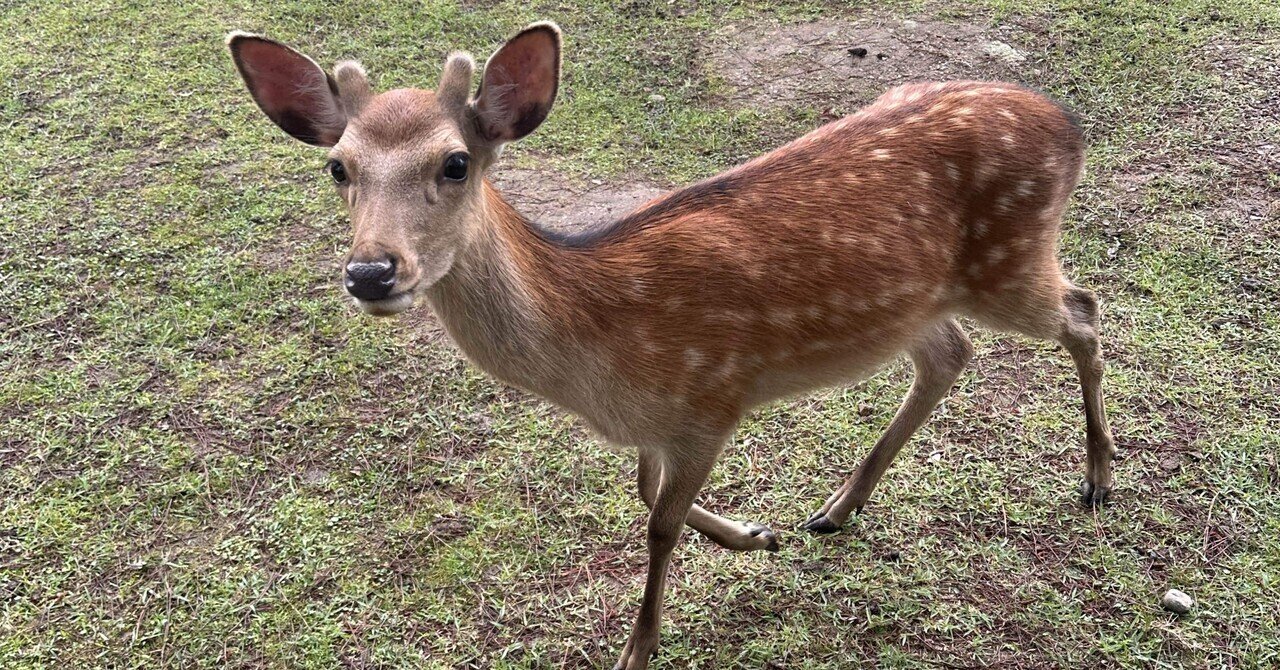 名前はロクサブロー｜𝓜𝟑