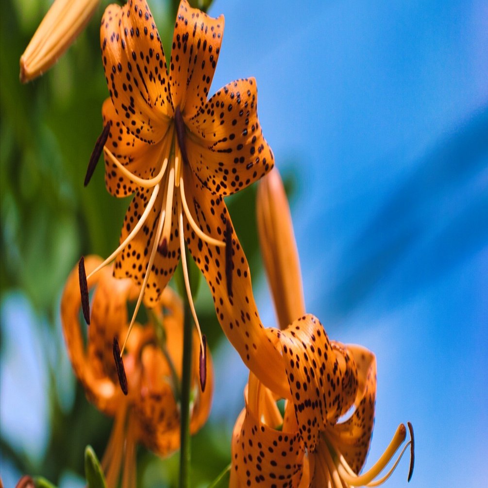 LUMIX G X VARIO 35-100mm/F2.8/POWER O.I.S』初夏の緑を収める。[写真