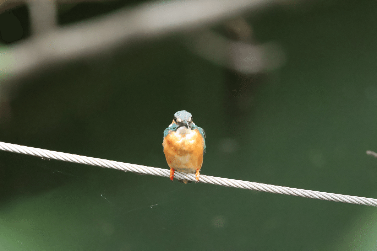 今日の野鳥 20250718 カワセミが目の前に｜Kako S