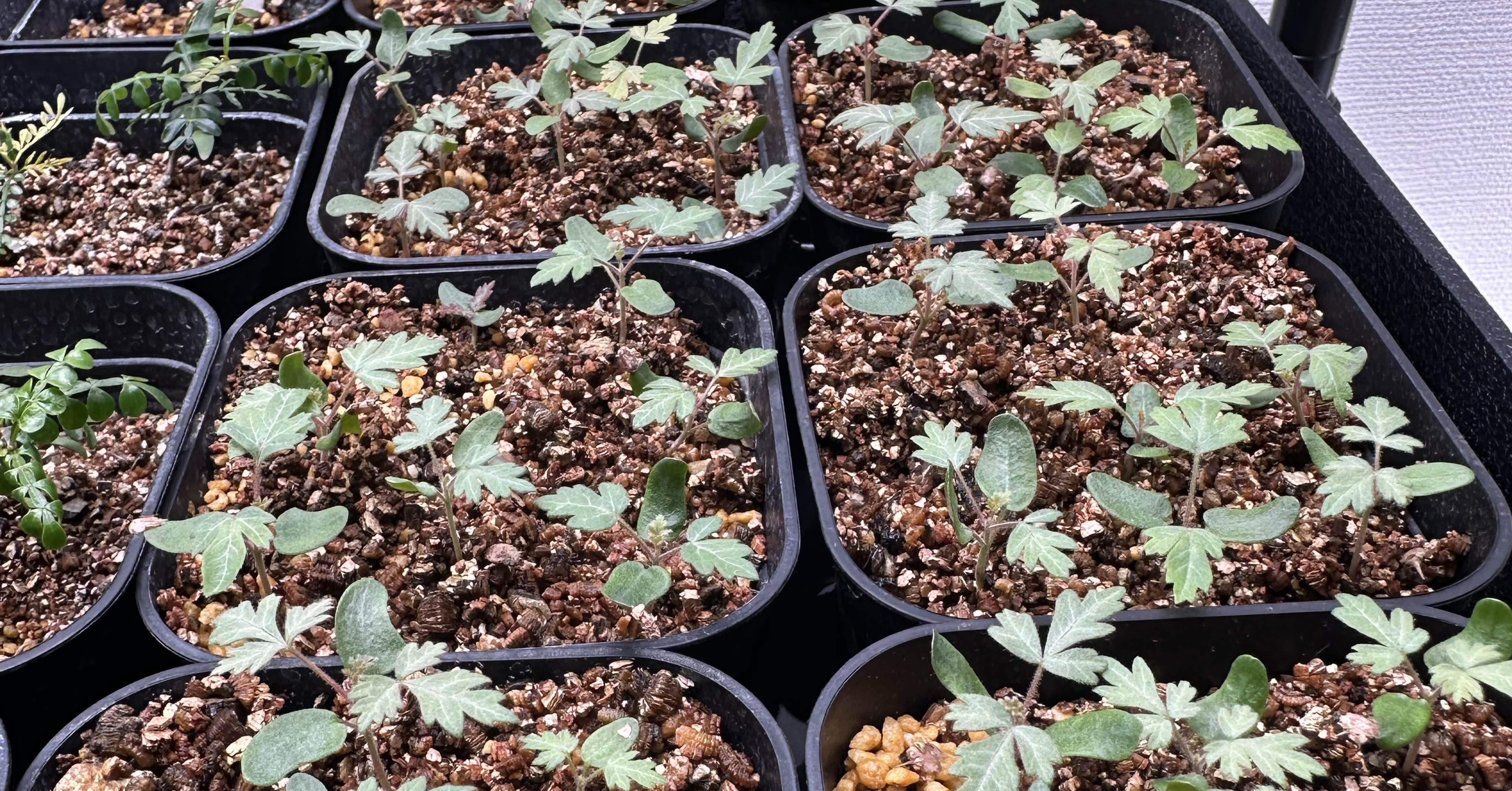 パキコルムス ディスカラー(象の木)の実生記録｜発芽から育成まで随時