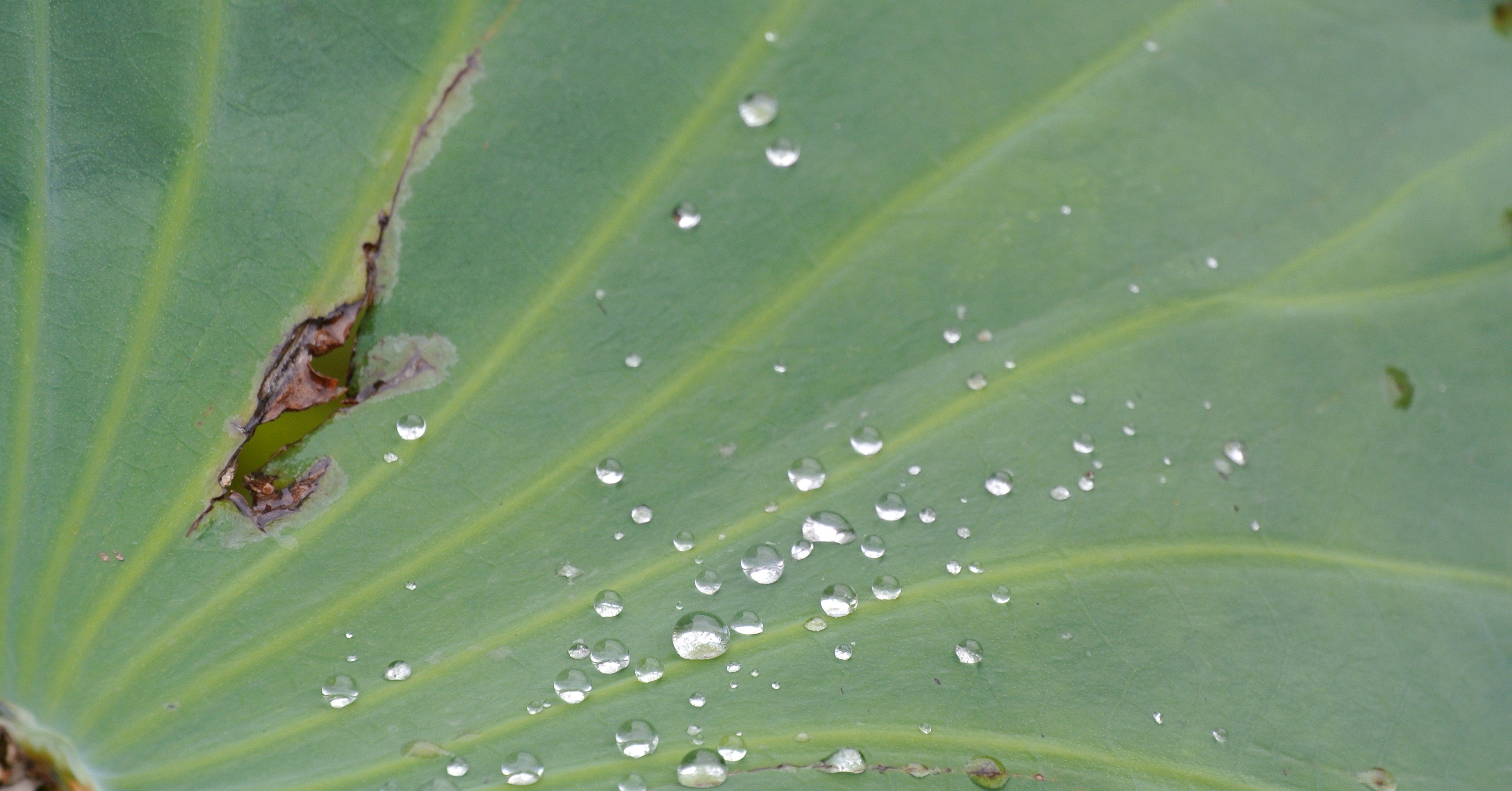 催眠 Gipnoza から目覚め 世界を剥がしたら ふみ Note